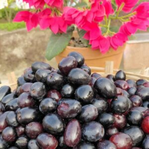 wine stomping vedic village